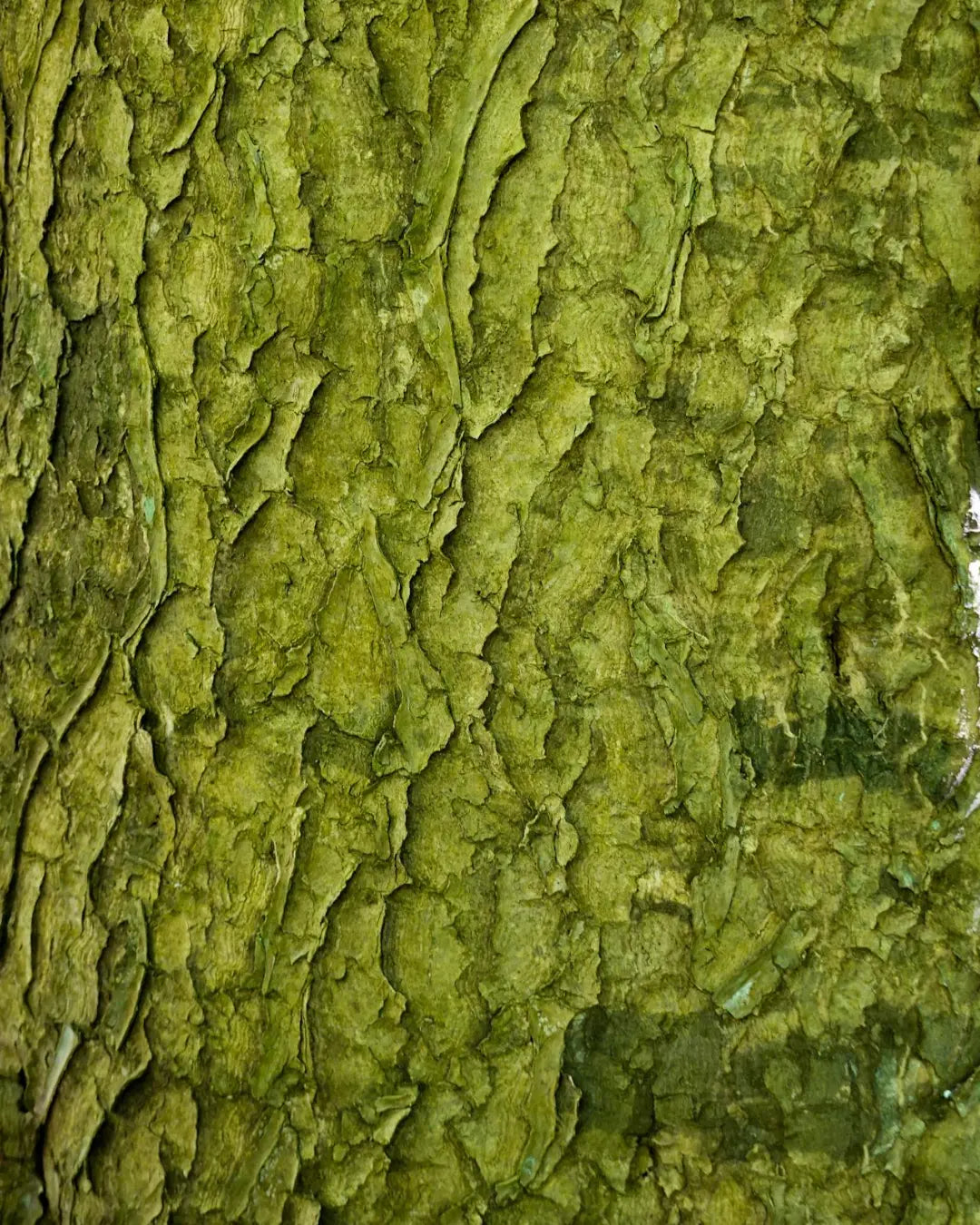 Photo ambiance écorce verte